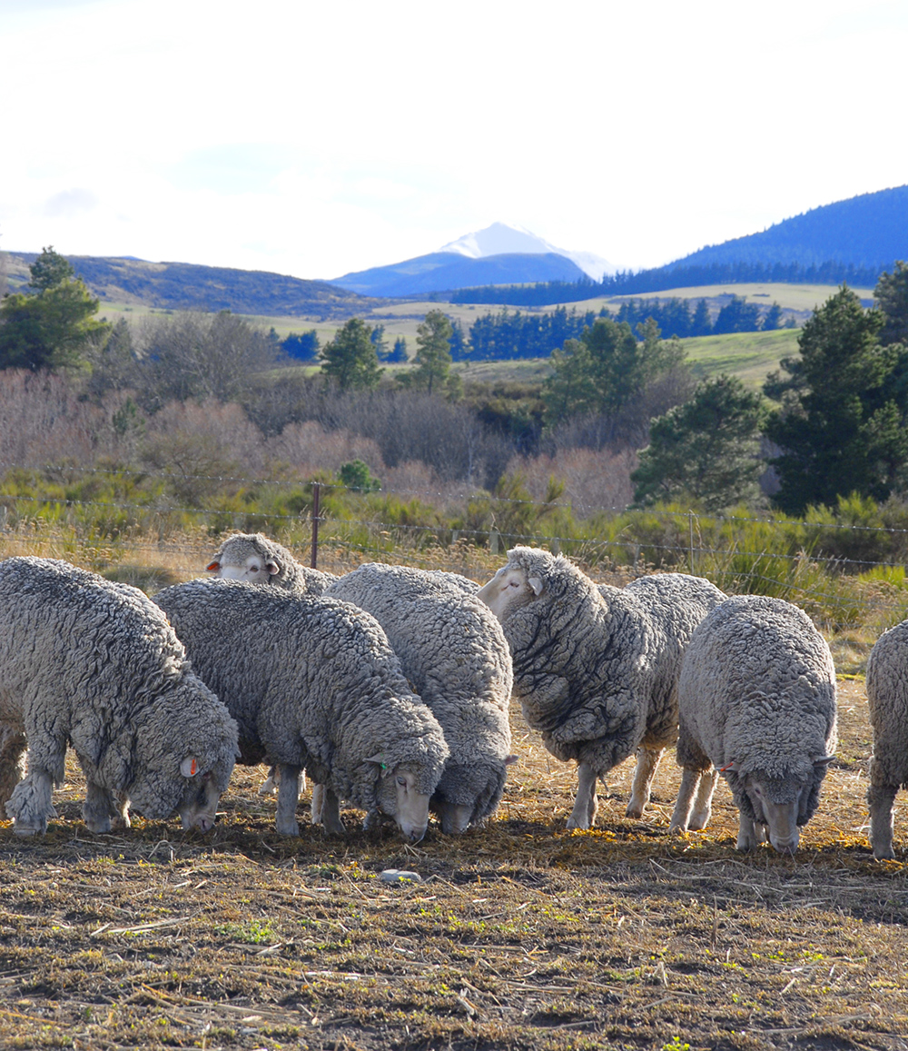 about_wool