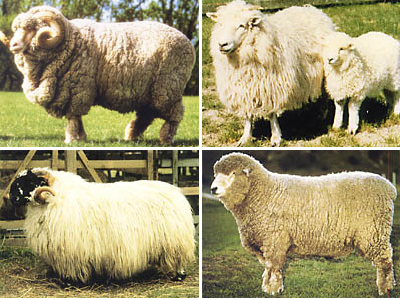 sheeps