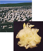 sheep